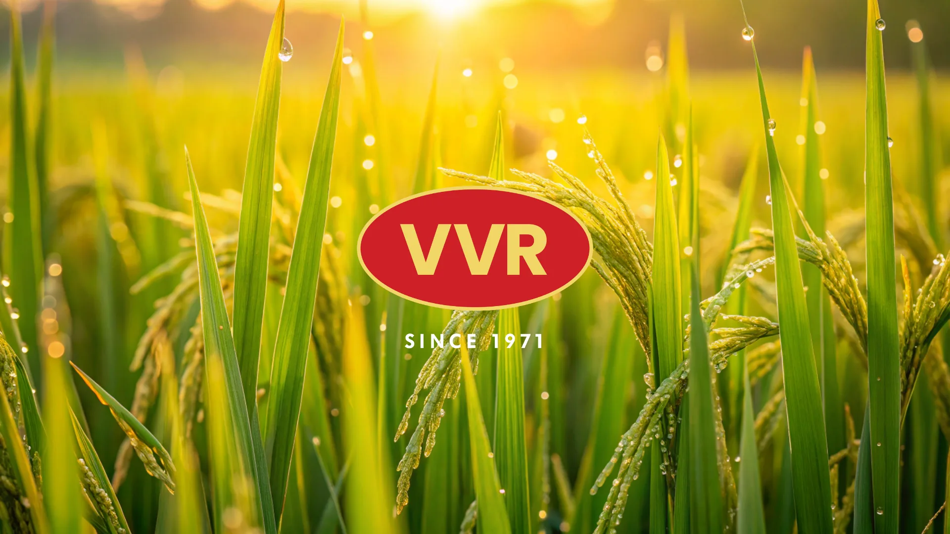 VVR since 1971 hero image